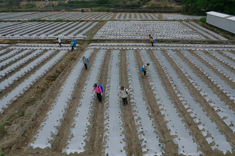 秤架村著力發(fā)展綠色生態(tài)產(chǎn)業(yè)，村民在“家門口”實(shí)現(xiàn)就業(yè)。鐘履喜 攝.jpg